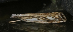 Catoptria falsella