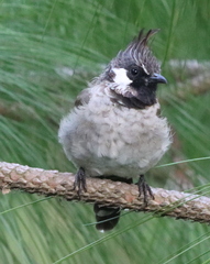 Pycnonotus leucogenys