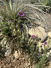 Salpiglossis