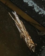 Catoptria falsella