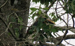 Pteroglossus castanotis