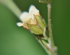 Sida linearis