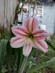 Hippeastrum reticulatum