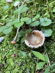 Russula