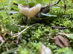 Russula