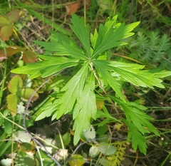 Artemisia integrifolia