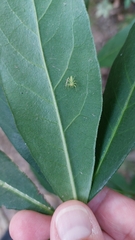 Lyssomanes viridis