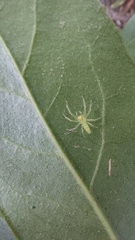 Lyssomanes viridis