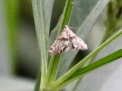 Petrophila fulicalis