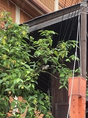 Callosciurus finlaysonii