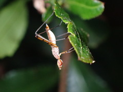 Nerioidea
