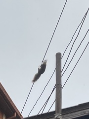 Callosciurus finlaysonii