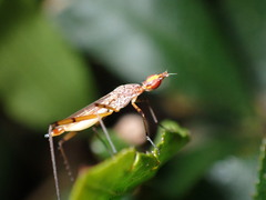 Nerioidea