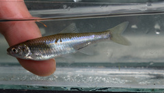 Cyprinella spiloptera