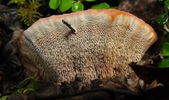 Hydnellum peckii