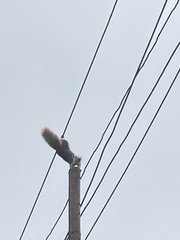 Callosciurus finlaysonii