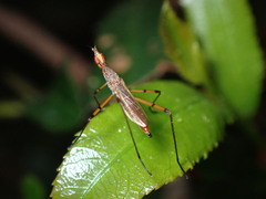 Nerioidea