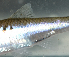 Cyprinella spiloptera