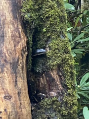 Pantherophis alleghaniensis