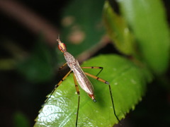 Nerioidea