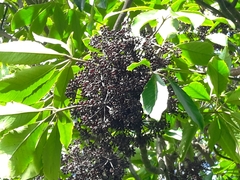 Pseudopanax arboreus