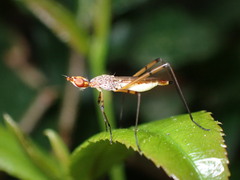 Nerioidea