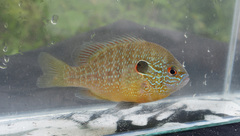Lepomis peltastes
