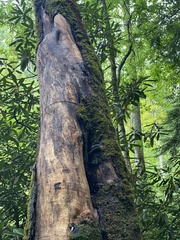 Pantherophis alleghaniensis