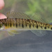 Common Logperch - Photo (c) Koaw Nature, some rights reserved (CC BY-NC), uploaded by Koaw Nature