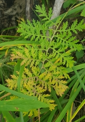 Artemisia tanacetifolia