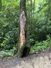 Pantherophis alleghaniensis