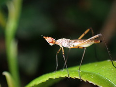 Nerioidea