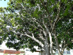 Pseudopanax arboreus