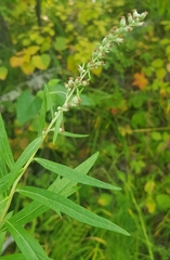Artemisia integrifolia