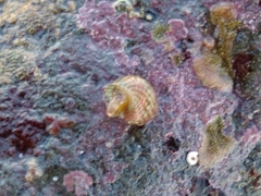 Micrelenchus sanguineus