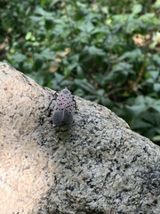 Lycorma delicatula