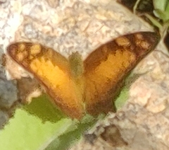 Vagrans sinha