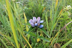 Gentiana × pallidocyanea
