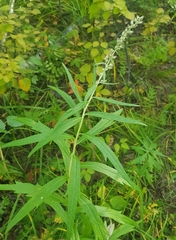 Artemisia integrifolia
