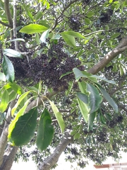 Pseudopanax arboreus