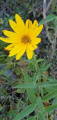 Helianthus hirsutus