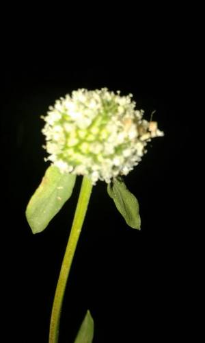Tropical Girdlepod