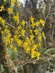 Oncidium
