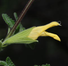 Salvia aspera