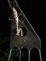 Stagmomantis carolina