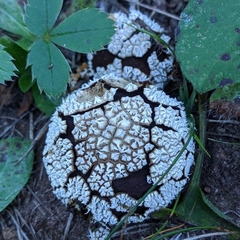 Lycoperdon marginatum