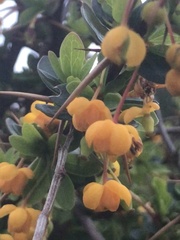 Berberis microphylla