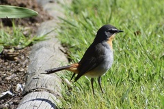 Cossypha caffra caffra