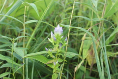 Gentianella quinquefolia