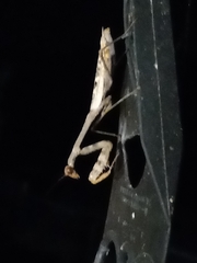 Stagmomantis carolina